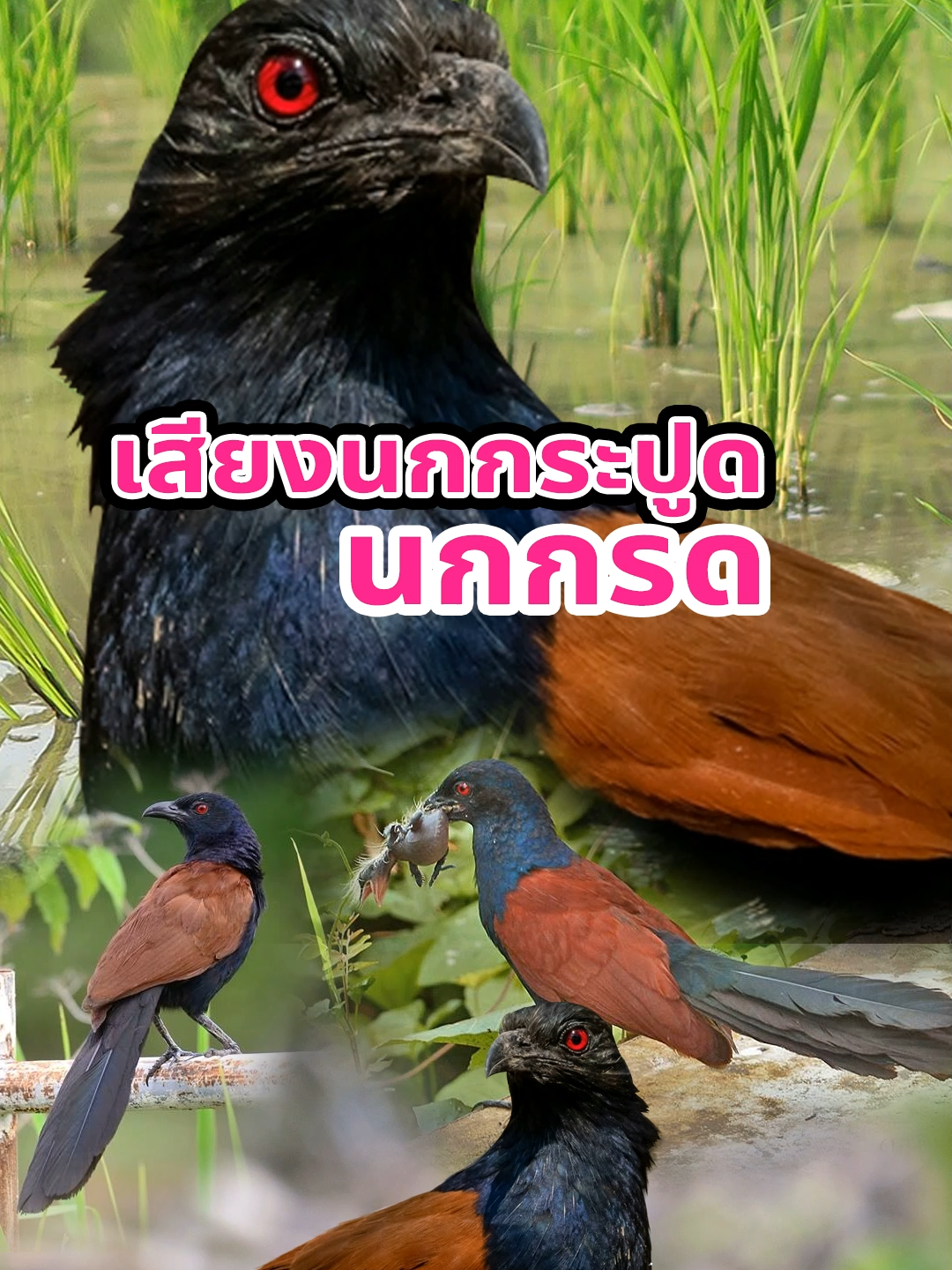 นกกระปูด นกกรด นกกะปูด ในวัฒนธรรมความเป็นอยู่พื้นบ้านของชาวไทย เมื่อนกกะปูดร้องในเวลาเช้าและเวลาเย็น อีกทั้งร้องเป็นเวลาคล้ายบอกโมงยาม ซึ่งตรงกับเวลาน้ำขึ้น ผู้คนในสมัยโบราณ จึงฟังเสียงนกกะปูดเป็นสัญญาณบอกเวลา เรียกกันว่า 