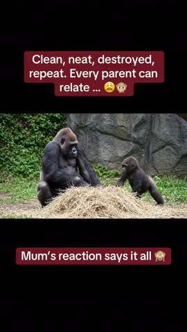 Cleaned. Organized. Felt hope. Then came the chaos gremlin. 🙃🦍💥 School holidays fast approaching. #Gorilla #ParentingHumor #MomTok #dadtok #relateable #cleaning #zoo #schoolholidays 
