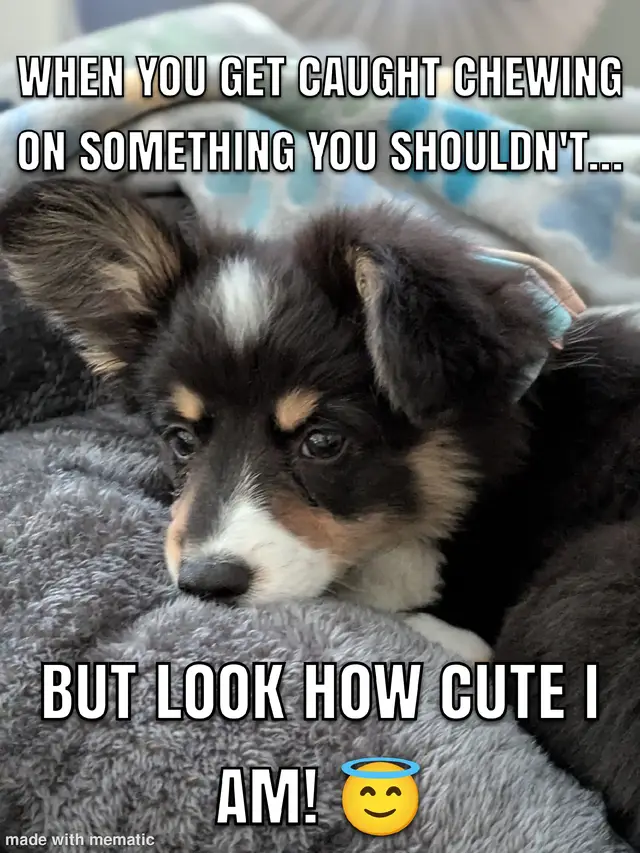 #corgi #dogsoftiktok #funnydogs #guiltybutcute #corgicomedy #caughtintheact #PetsOfTikTok