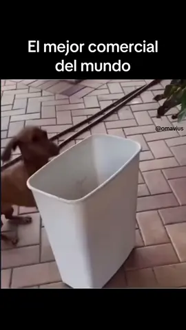 Inicia mi vida fitness 🗣️🗣️🗣️ #fyp #foryou #humor #meme #perros #ejercicio #publicidad 