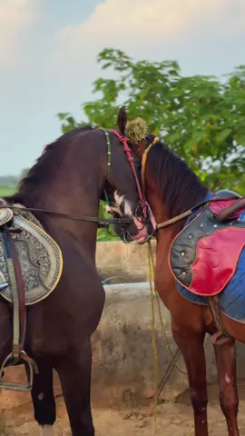 @phelwan zubair #tiktok #horse #🐎❤️ #fypシ゚viral #chaudhary #trend 