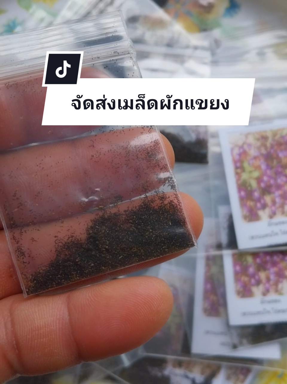 จัดส่งเมล็ดพันธุ์ผักแขยง วันนี้ครับ.. ขอขอบคุณครับ ^_^ #สวนแทนใจไร่ดอกเหงื่อ #เมล็ดพันธุ์แทนใจ #เมล็ดพันธุ์ปลูกต่อได้ 