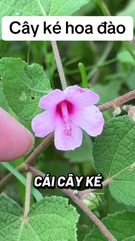 Cây ké hoa đào #kehoadao #suckhoechomoinguoi #xuhuong2025 