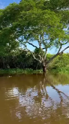 Jaguar Berburu Buaya Dari Atas Pohon🔥 #jaguar #buaya #Shorts 