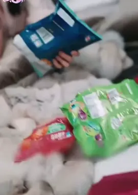 #Ceoရဲ့ခပ်မိုက်မိုက်ဇနီးချောလေး #pov #နောက်ထပ်ကြည့်ချင်ရင်followလုပ်ခဲ့နော်❤ 