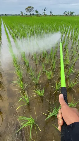 proses spraying (penyemprotan) tanaman padi usia 13 hst🌾#petanimuda #petaniindonesia🇮🇩🇮🇩🇮🇩🌿#pnspegawainengahsawah 