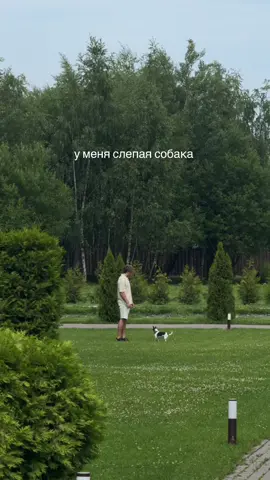 И живем мы счастливо, душа в душу. ❤️ #чихуахуа #слепаясобака #собака #собакадругчеловека 