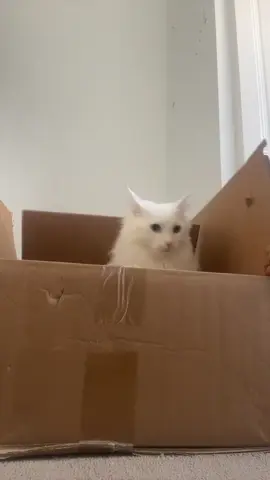 both of them now #cats #buggati #trending #fyp #cute #foryou #xybca #fypシ #viral? #10k #cat #orangecat #cattiktok #viralvideo #makemefamous 