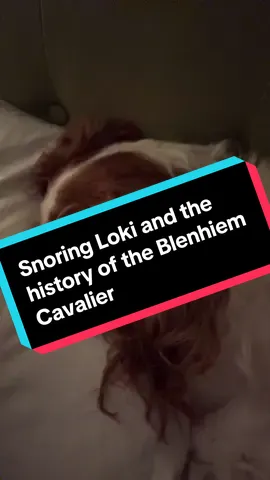 #cavalierkingcharles #oliverthesnoringdog #cavalierkingcharlesspaniel #cavaliersoftiktok #cavaliers #blenhiemcavalierkingcharlesspaniel #blenhiem #blenhiemcavalier #lokithesnoringdog 