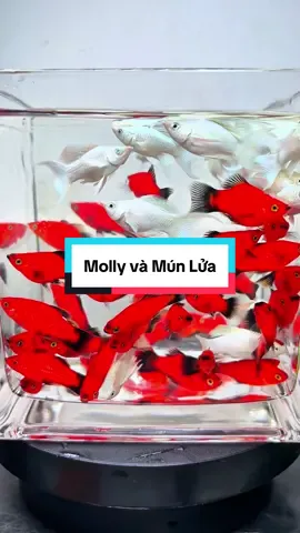 trang trí cho chiếc bể thuỷ sinh của anh chị trở nên tươi đẹp hơn, không cần phải xủi oxy : Nguồn video mở đầu  @Bi Tập Nuôi 🐠#trendingvideo #xuhuong2025 #trending #xuhuong #viral #xu #viral #xu 