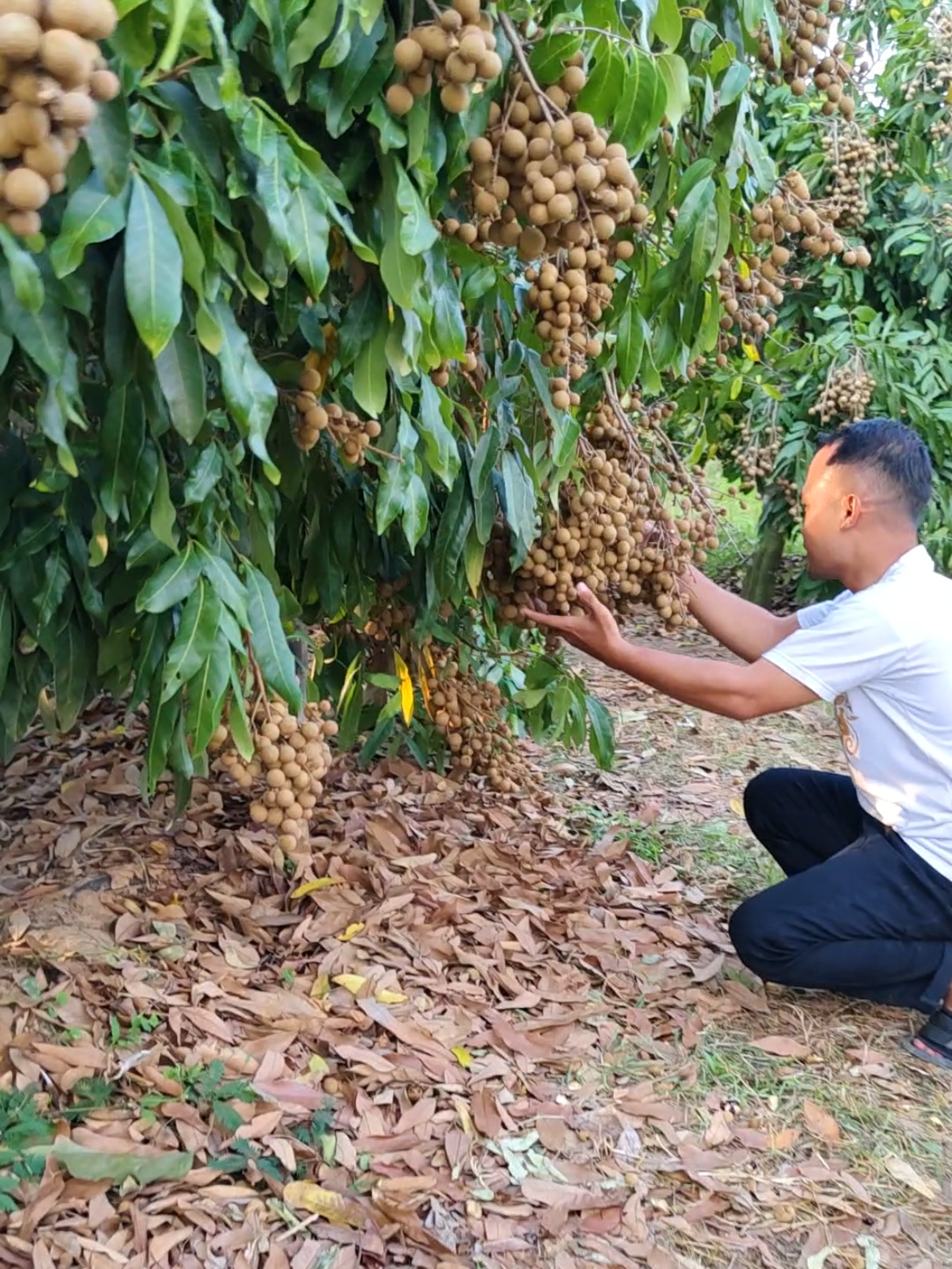 Kelengkeng dengan kualitas super 😍, sekali berbuah lebatnya luar biasa  #kelengkeng #kelengkengnewkristal #kebunbuah #zengarden #bibitkelengkeng #bibitbuah #fyp #viral #trending 