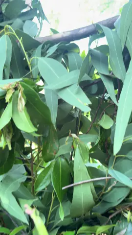 đợi em từ chìu 😂#pcpfx 