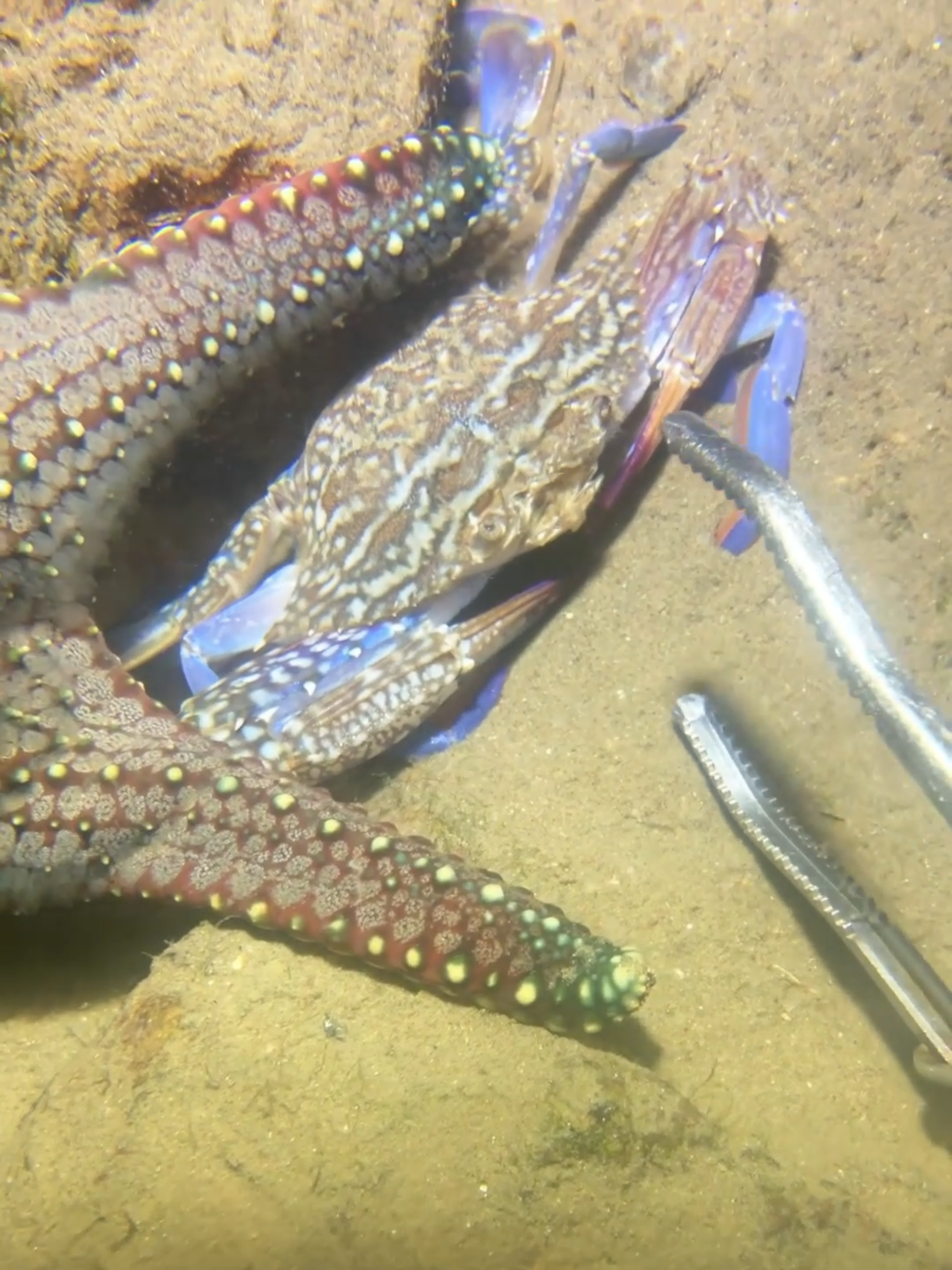 Diving to catch crabs, sea cucumbers, and eels#fishingtime #fishingtime🐠🐟🐬🐋🦈🐊 #fishing #underwater #eel #diving #crab #seafood