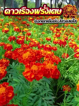 ดอกดาวเรืองฝรั่งเศษ ออกดอกดก มีสีสวยมากค่ะ ปลูกแล้วไม่มีผิดหวัง โรยเมล็ดลงดินไว้ใช้เวลาไม่นานก็มีดอกให้ได้ชมแล้วค่ะ เมล็ดเราคัดอย่างดี สั่งไปปลูกไม่ผิดหวังแน่นอนค่ะ 