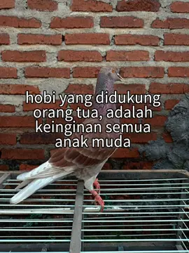 Enakan Sekali Ketika Sebuah Hobi Didukung Oleh Orang Tua#CapCut #merpatibalap #fypシ #fyppppppppppppppppppppppp 