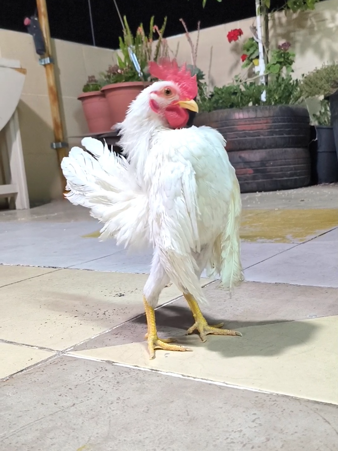 Yeni göz bebeğim 😍 Daha çok genç potansiyeli beni benden alıyor. Harem ini de kurduk. Dünyanın en iyi beyaz Serama larını üretmekte kararlıyım 💪 Malay Serama 💎  #whiteserama #keşfet  #seramachicks  #seramachicken #süstavuklari #serama    #rooster           