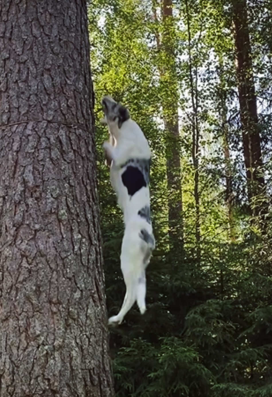 Seoul’s Trick Compilation #DogTraining #muttsrock #mixedbreedsoftiktok #herodiscdogs #herodiscusa #discdog #dogfrisbeetraining #dogfrisbeefreestyle #dogfrisbee #koirafrisbee #frisbeekoira #fyp #koirafyp #suomitiktok 