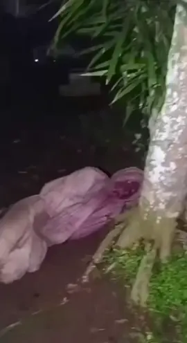 Pocongnya Yg Meresahkan Warga Sumenep Sudah Ketangkap#teibunnews #infoterbaru #madurapride🔥 #sumenepmadura #viralvideo 