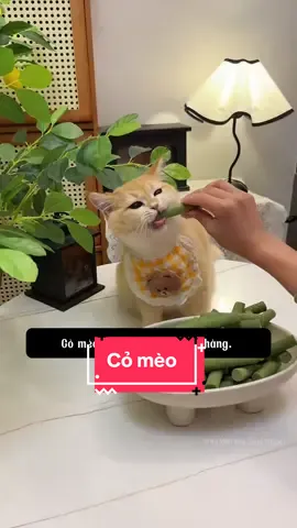 Thanh cỏ mèo hỗ trợ tiêu búi lông cho thú cưng #pet #cat #dog #thucung #chomeo #meo #ticipetspa #phukienthucungticipet #lulupetspa #fyt #thanhpetspatainha #cho #xuhuongtiktok #meo #comeotieubuilong #comeo #thanhcomeo #quecomeo  #comeohotrotieuhoabuilongchomeo 