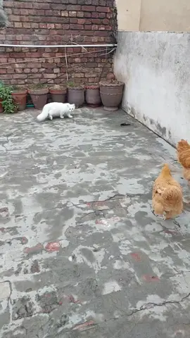 #fypシ゚viral #everyone #unfrezzmyaccount #foryoupageofficiall #catsoftiktok 