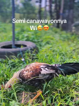 Yg semi”😂 #purapuragf 