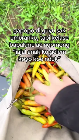 panggah acungi jempoll🤭🤙🏿#petanimuda #petaniindonesia🇮🇩🇮🇩🇮🇩🌿🌿 