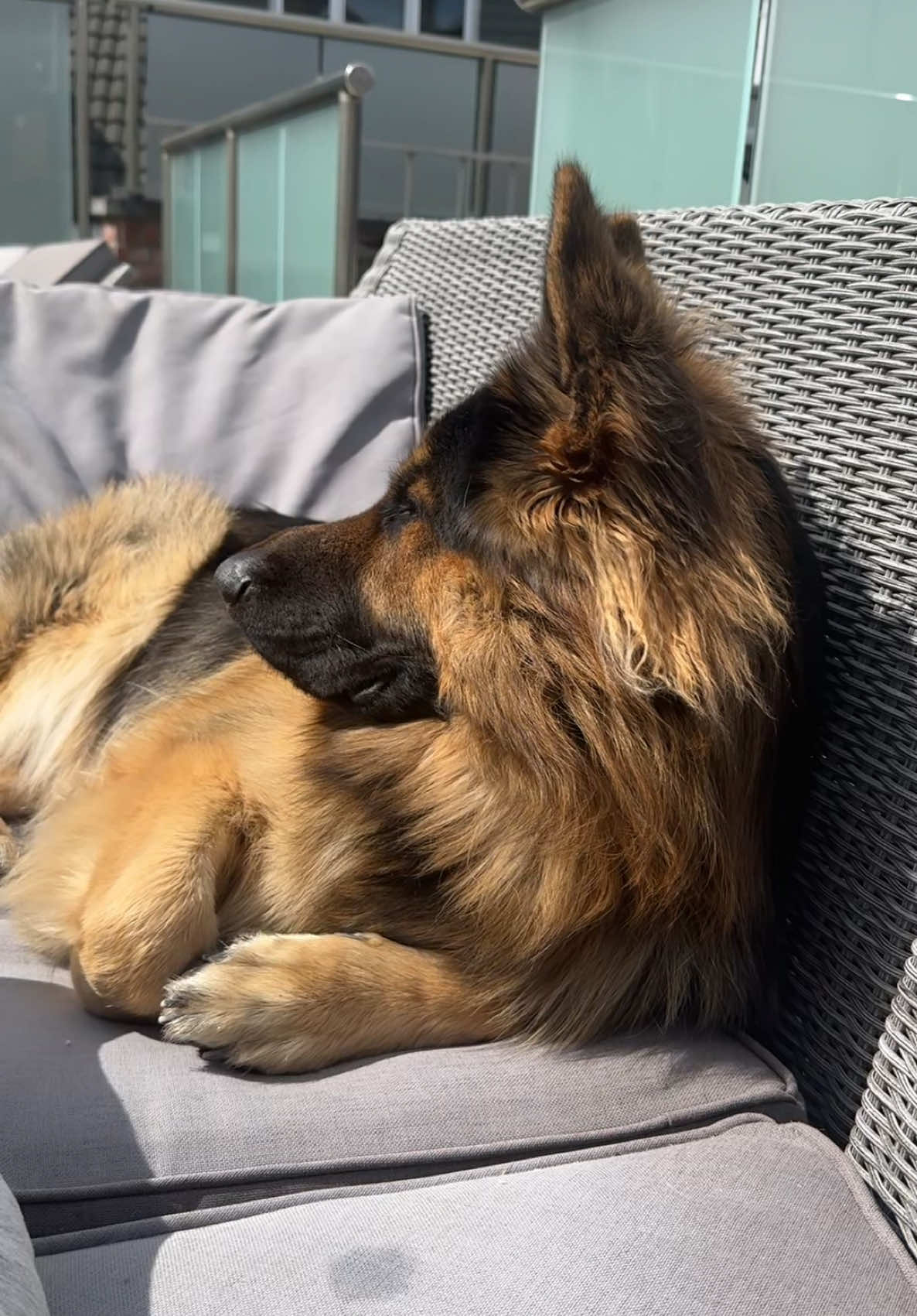 Yesterday was Rex’s ‘gotcha’ day. A whole year of loving you, where has the time gone. 🩷