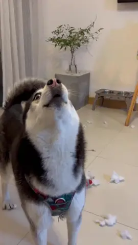 Funny husky#dog #funnyvideos #funny #lol 