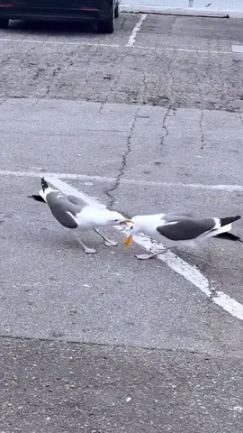 funny birds #bird #fyp #parati #fypシ #funny #seagulls 