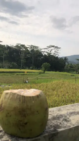 ilmu padi🌾 #suasanakampung #pemandangansawah #sorehari #senja #sundapride
