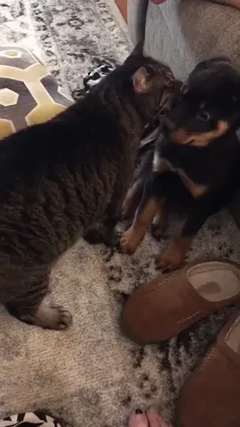 Cats don’t like dogs #cat #catsoftiktok #funnyvideos #fyp #pet 