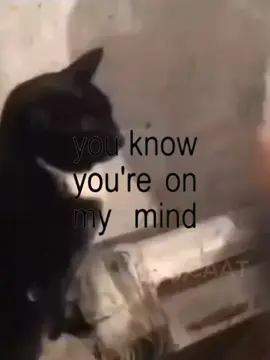 u know ur on my mind #catedit #cutecat #fyp #videoviral 