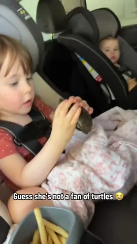 Turtle #turtle #turtles #cute #funny #funnyvideos #tiktok #animals #funnyvideo 