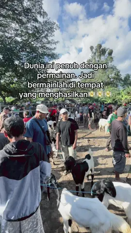 Terpantau wedus ra payu🗿 #peternakmuda #kambingetawa #sobatngaret #peternakmudaindonesia #peternakankambingetawa #pasarkambingkaligesing #pasarkambing #fypシ #jawapride🔥 #story 