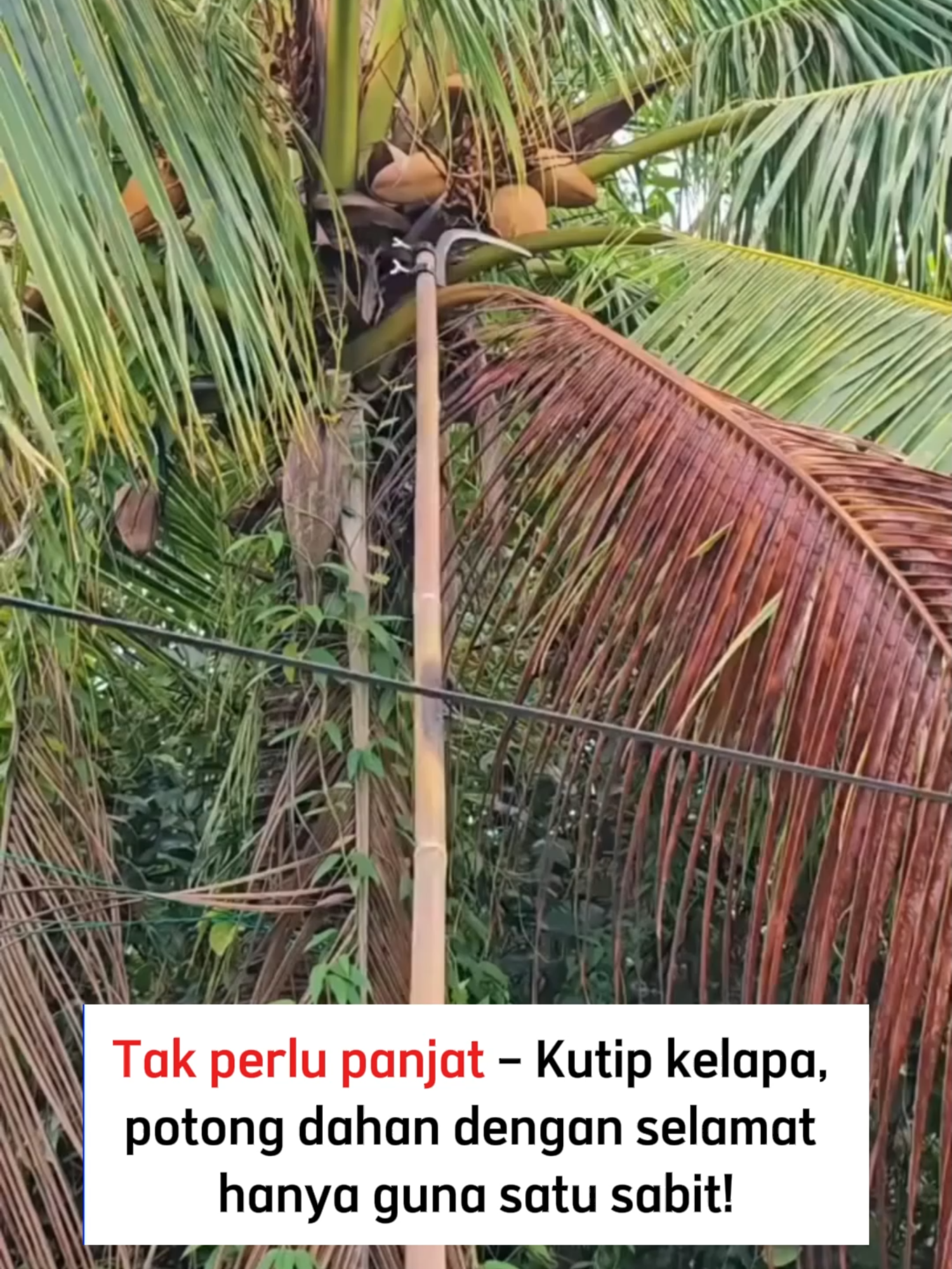 Diskaun 50% - Penghantaran percuma untuk 99 pelanggan pertama