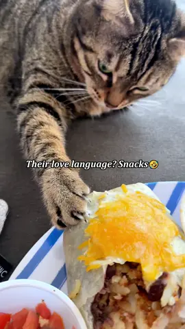 Their love language? Snacks.🤣#cat #cats #catlover #kitten #catsoftiktok #fyp 