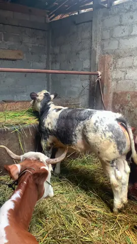 Iki lo barang e 🤭😂😅#sapibelgianblue #sapisimental #sapi #pedetsuper #peternakmuda #sobatngarit #peternaksapiindonesia #masukfyp #fypシ゚viral #xycbca #masukberandafyp #appsi #fyp 