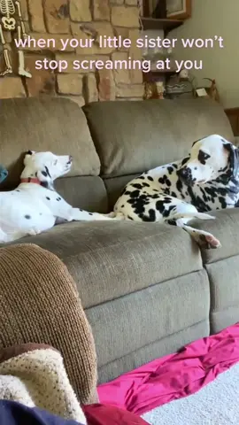 The dog's had enough of the other dog.🐶🤣🤣#dog#funny#funnyanimals#funnypets#animals #dogsofttiktok #pet #foryou #longervideos