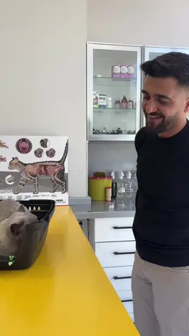 Erkek kedilerde kısırlaştırma süreci… Sizin erkek kedinizde davranış bozukluğu var mı?  #k#kedik#kedilerk#kedilerimk#kedilerrrk#kedilerrrrr❤️c#catc#catsoftiktokk#kedilerindünyasık#kedilerisevink#kedilerindunyasik#kedilervadisiv#veterinerhekimv#veteriner_hekimv#veterinarylifev#veterineriav#veterinerlikv#veterinerhekimiv#veterinerhekimlikc#canlilarc#canlılardünyasıc#canlılarhayvanlarisevelim  
