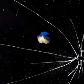 all too well - taylor swift #alltoowell #taylorswift #lyrics #brat #song #music #lyricsedit #lyricsvideo #spotify #lyrics_songs #fyp #foryou 