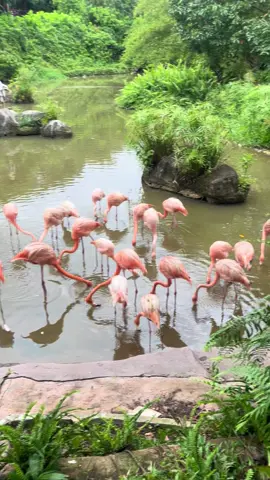 Hồng hạcở Sẩi Phú Quốc#CảnhĐẹpViệtNam 