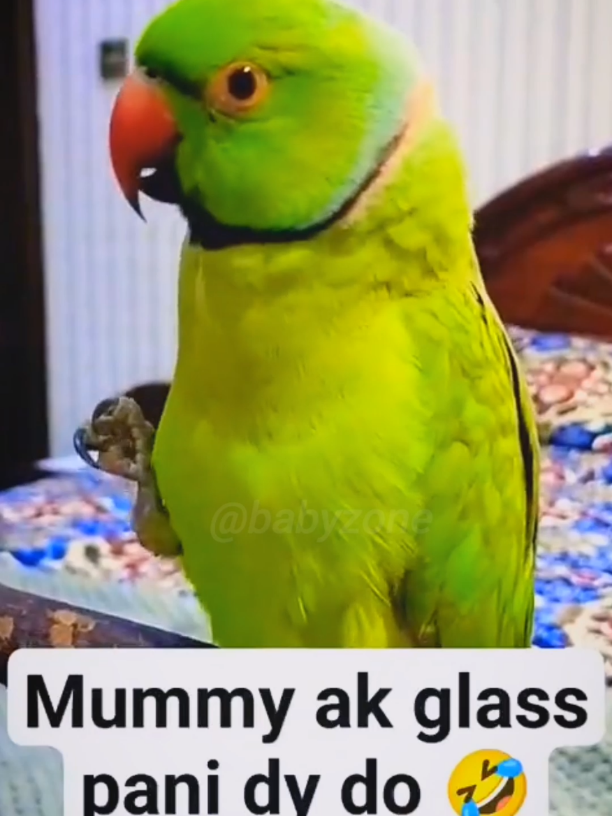 Funny Talking Parrot #cute #parrot #pets #petslover #funny #funnyvideos #usa #unitedkingdom #fyp #foryou #foryoupage❤️❤️ #viral #tiktok 