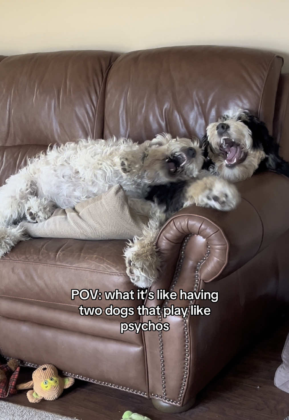 Never a dull moment… #fyp #bernedoodle #wheatenterrier #funny #fypシ #dogsoftiktok 