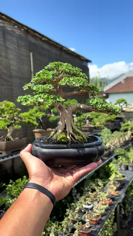 bonsai sancang jadi siap kontes harga 3,4jt #bonsai #bonsaitree #bonsaigarden #bonsaisancang #sancang #bonsaisurabaya #bonsaimini #kontesbonsai #bonsaijakarta #aspac #bonsaibali #sakabonsai 