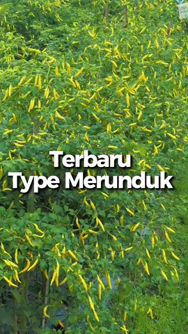 Next Level Dari Ponirun Petikan 20 Kali Lebih Masih 🔥🔥🔥