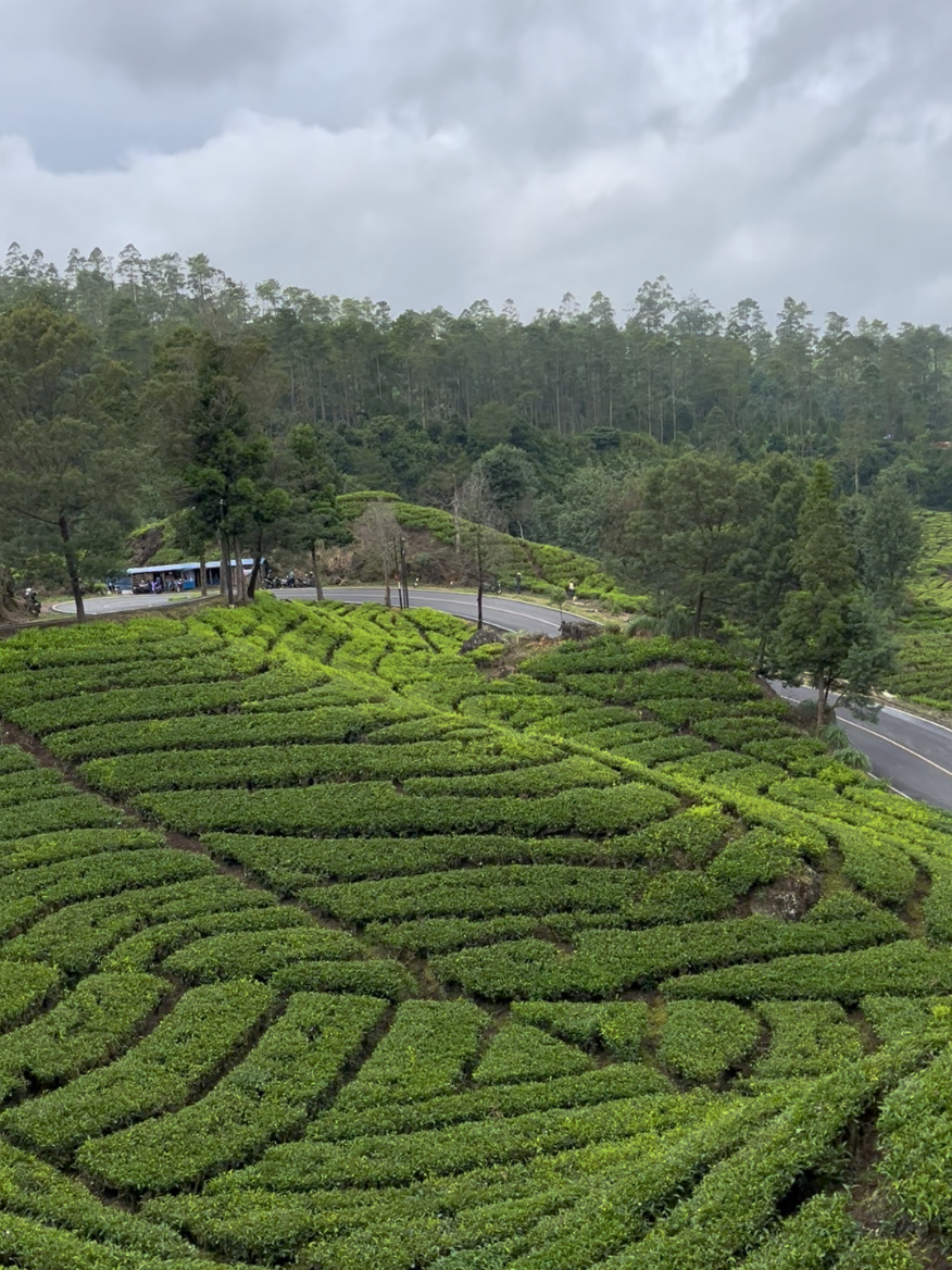 Ciwidey dan kebun tehnya...#ciwidey #bandung #fyp #jawabarat 