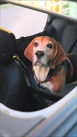 Dog car hammock with sturdy base. HeyJune - link for bio