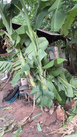 เซา