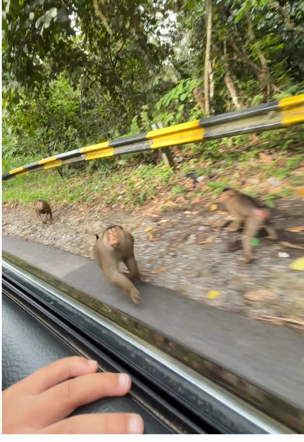 Lewat sini wajib masih terang, kalo ngga ditagih terus sama aden, mau liat 🦥🦧 dan wajib beli 🍌🍌🍌sebelum masuk kawasan hutannya  😉#monyetlucu #hutanlindung #lintassumatra #bukitbarisan #radensakha 