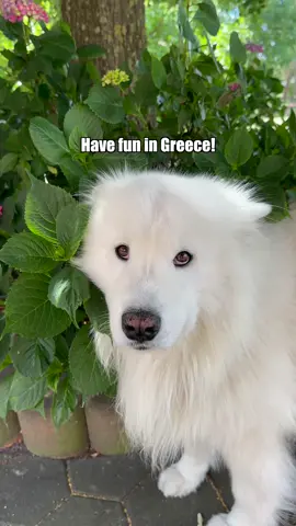 Best trip ever 💙🇬🇷😍 #travel #dog #samoyed #havefunin #greece 